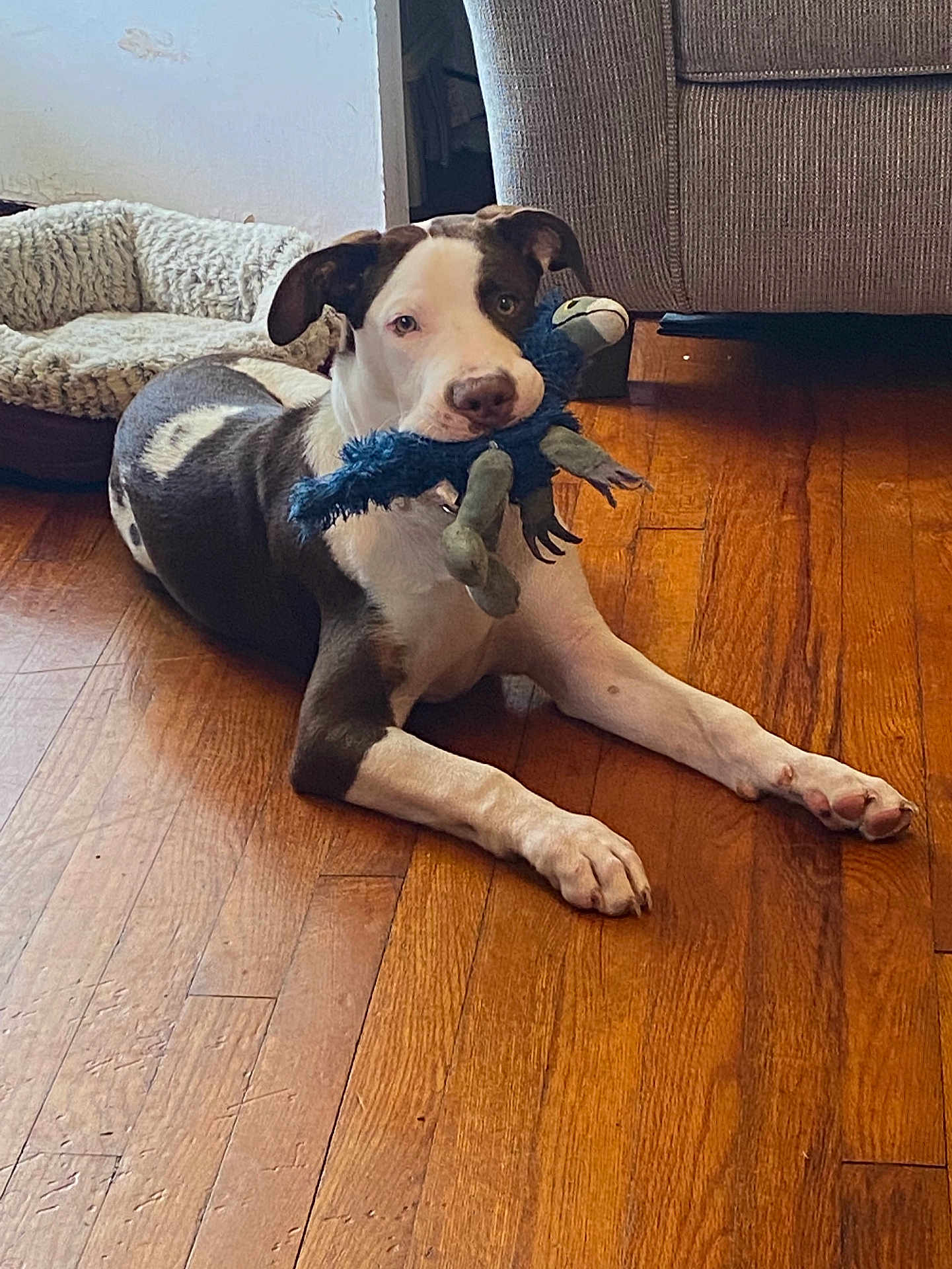 Kota is registered to the contest to win money with this photo: dog, toy, plush_toy, wooden_floor, dog_bed, couch, indoor, pet, relaxed, lying_down, brown_and_white, flooring, household, domestic, animal, canine, fur, ears, paws, snout