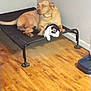 dog, cat, pet_bed, wooden_floor, indoor, animal, tan_dog, black_and_white_cat, resting, curious, furniture, floor, home, cozy, companion, relaxed, domestic, animal_bed, flooring, corner