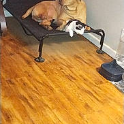 Diesel is registered to the contest to win money with this photo: dog, cat, pet_bed, indoor, wood_floor, water_dispenser, resting, animal, companion, furniture, corner, black_and_white_cat, brown_dog, calm, domestic, flooring, pet, cozy, quiet, relaxed