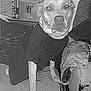 dog, black_and_white, indoor, couch, clothing, pet, furniture, hand, seated, looking_at_camera, casual, home, relaxed, animal, portrait, domestic, shirt, living_room, person_hand, curious