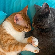 Lilo And Stitch is registered to the contest to win money with this photo: cat, orange_cat, gray_cat, sleeping, snuggling, paws, close_up, indoor, pets, feline, cute, animal, resting, cozy, bed, blanket, fur, whiskers, ears, companion
