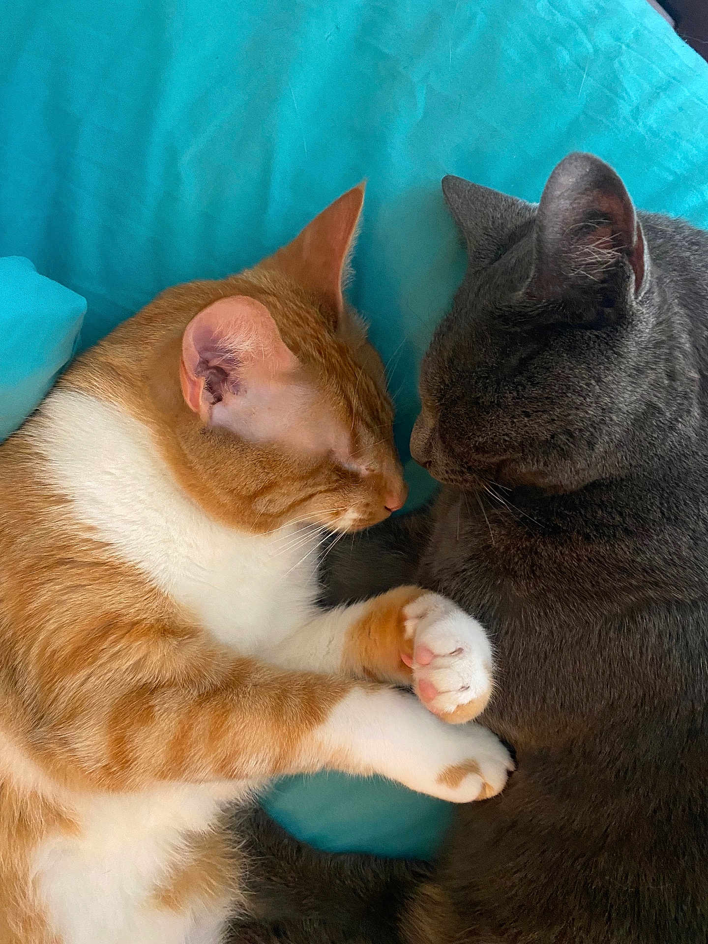 Lilo And Stitch is registered to the contest to win money with this photo: cat, orange_cat, gray_cat, sleeping, snuggling, paws, close_up, indoor, pets, feline, cute, animal, resting, cozy, bed, blanket, fur, whiskers, ears, companion