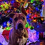 dog, christmas_tree, ornaments, lights, holiday, decorations, pet, indoor, festive, tree_skirt, wooden_floor, colorful_lights, brown_dog, collar, sitting, closeup, celebration, seasonal, background, home