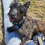 Sonny is registered to the contest to win money with this photo: animal, backpack, blue, brown, canine, collar, daylight, dog, fur, grass, happy, log, nature, outdoor, pet, playful, resting, smiling, sunlight, tongue_out