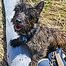 animal, backpack, blue, brown, canine, collar, daylight, dog, fur, grass, happy, log, nature, outdoor, pet, playful, resting, smiling, sunlight, tongue_out