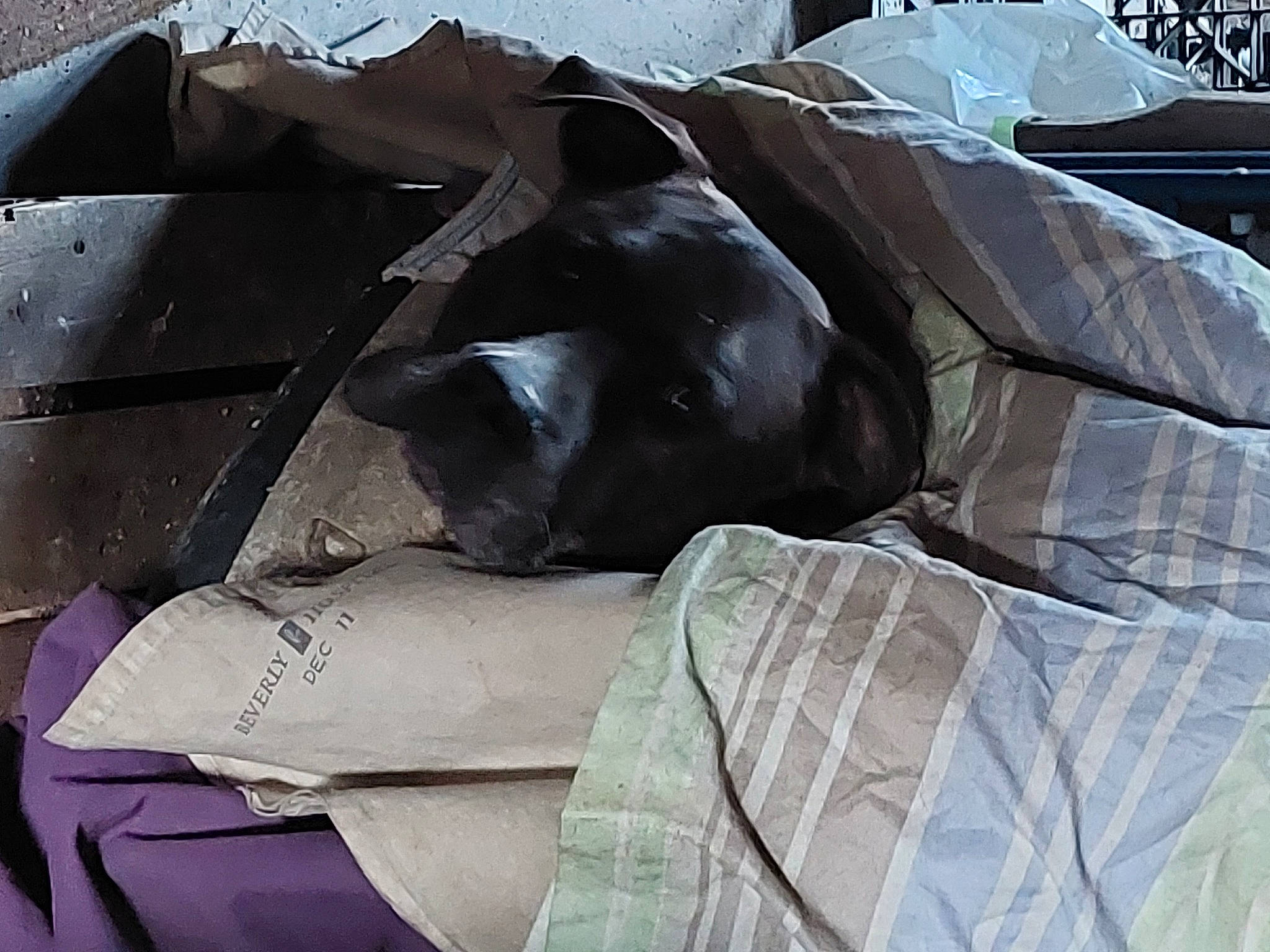 Rocky is registered to the contest to win money with this photo: art, auto_part, automotive_exterior, automotive_window_part, bin_bag, carnivore, dog, dog_breed, grey, metal, motor_vehicle, plastic_bag, sculpture, sporting_group, tints_and_shades, vehicle_door, waste, window, windshield, working_animal