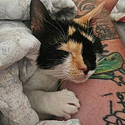 Callie joined the competition — help win amazing prizes! cat, calico, kitten, sleeping, tattoo, arm, blanket, cozy, fur, paw, resting, closeup, indoor, cute, pet, animal, relaxing, comfort, soft, nap