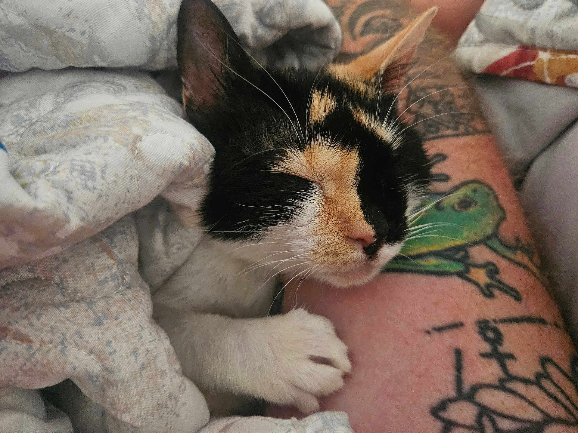 Callie