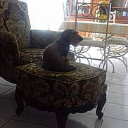 Mathilde participe au concours pour gagner de l'argent avec cette photo : dog, footstool, chair, cushion, patterned_fabric, tile_floor, window, bookshelf, books, dining_table, dining_chairs, vintage_furniture, indoor, silhouette, shadow, quiet, pet, home, cozy, furniture