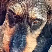 Tulipe a rejoint le concours — aidez-le/la à gagner de superbes lots ! dog, close_up, face, nose, eyes, fur, blanket, wood, cozy, portrait, animal, pet, indoors, sleeping_area, muzzle, brown_fur, black_fur, expression, timestamp, resting