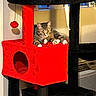 air_conditioner, animal, black, cat, cat_tree, cozy, curious, feline, fur, household, indoor, paws, pet, playful, pom_pom, red, resting, tabby_cat, whiskers, window