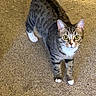 alert, animal, carpet, cat, close_up, curious, domestic_cat, ears, feline, fur, indoor, looking_up, mammal, paws, pet, standing, striped, tabby_cat, tail, whiskers