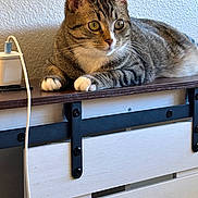 Hazel is registered to the contest to win money with this photo: tabby_cat, cat, pet, indoor, furniture, shelf, drawer, wood, charging_cable, curious, yellow_eyes, paws, resting, domestic_animal, striped, whiskers, ears, closeup, household, relaxed