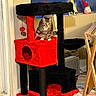animal, black, cat, cat_tree, cozy, curious, decor, furniture, home, indoor, looking, multi_level, perched, pet, playful, red, tabby_cat, toy, window, wood_floor