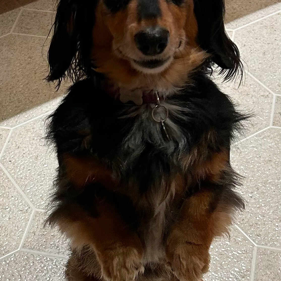 Dixie is registered to the contest to win money with this photo: dog, long_hair, black_fur, brown_fur, pet, indoor, floor, tile_floor, kitchen, animal, sitting, looking, collar, domestic, canine, cute, fur, ears, paw, house