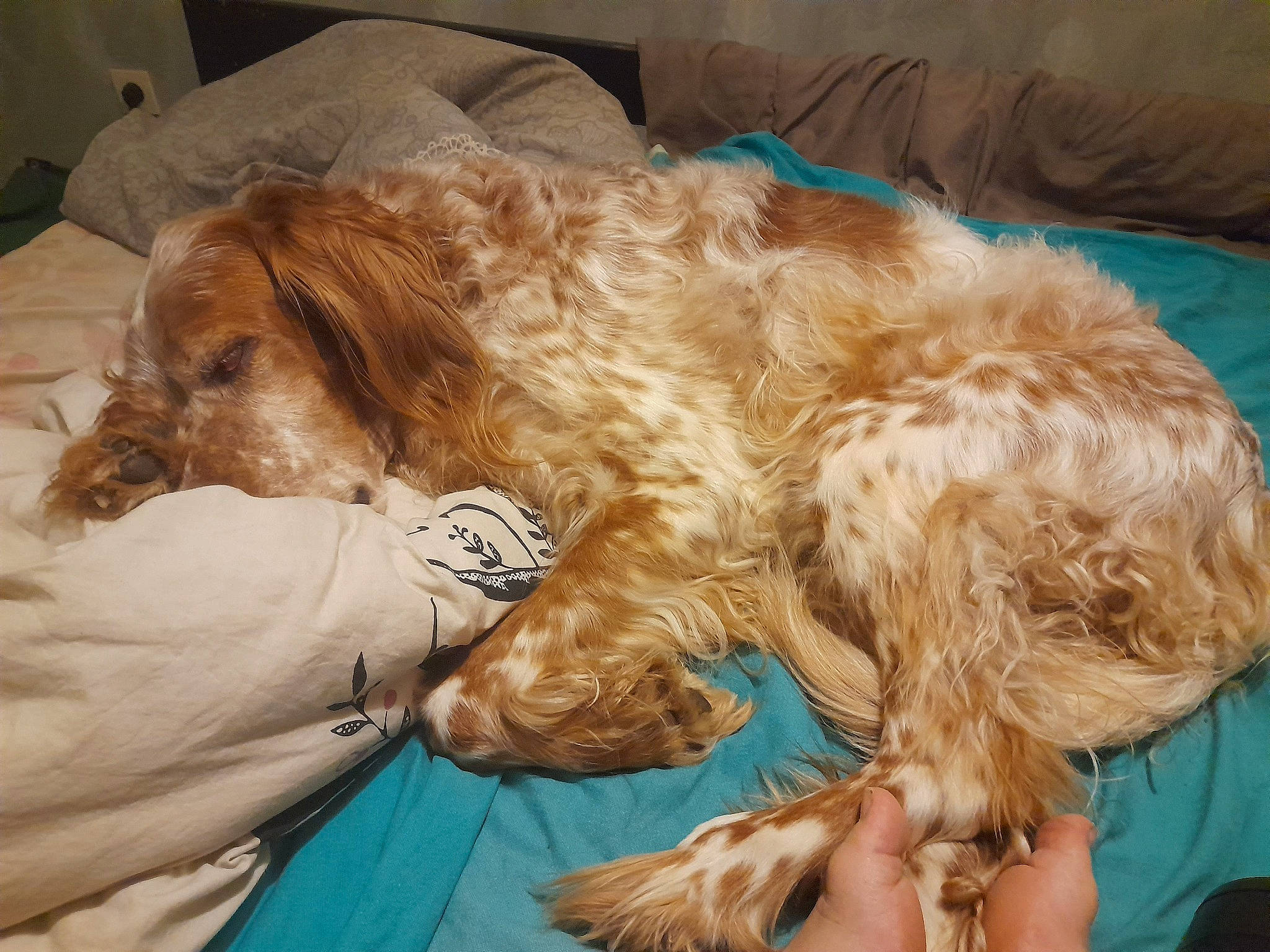 Lemon participe au concours pour gagner de l'argent avec cette photo : canidae, carnivore, cocker_spaniel, comfort, companion_dog, dog, dog_breed, fawn, fur, gun_dog, liver, russian_spaniel, snout, spaniel, sporting_group, toy_dog, working_animal