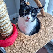 Teddi joined the competition — help win amazing prizes! animal, black_and_white, carpet, cat, cat_tree, cozy, curious, cute, ears, face, feline, fuzzy, home, indoor, looking, pet, playful, scratching_post, whiskers, window