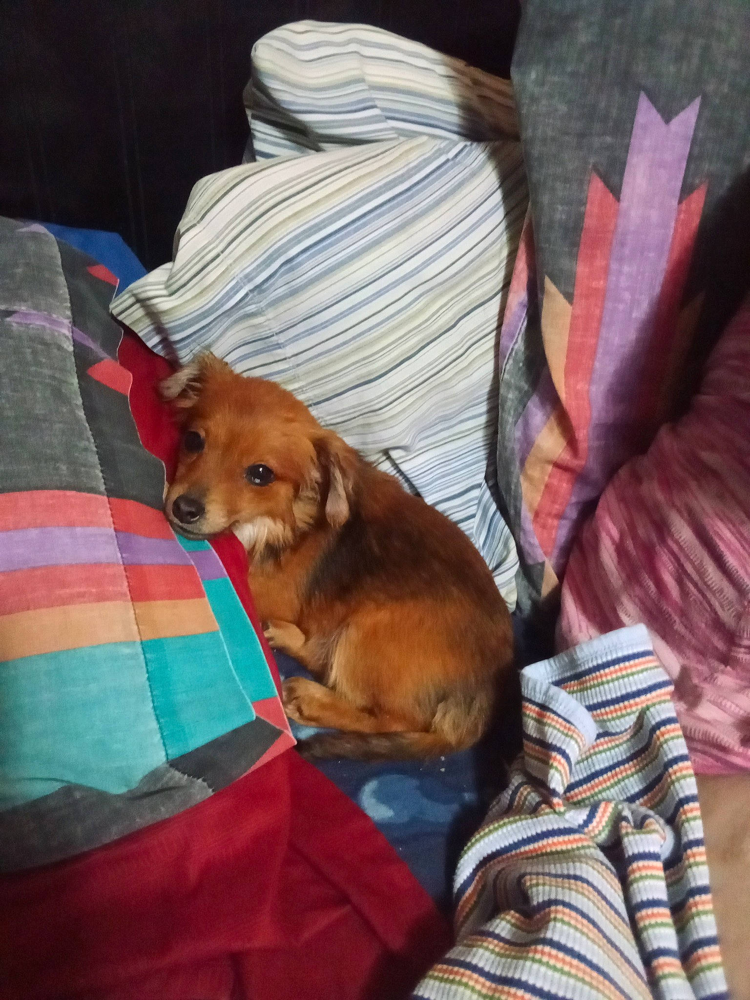 Cuddles is registered to the contest to win money with this photo: bed_sheet, bedding, bedtime, canidae, carnivore, comfort, companion_dog, dog, dog_breed, fawn, fur, linens, liver, mammal, nap, plaid, room, sleep, snout, sporting_group