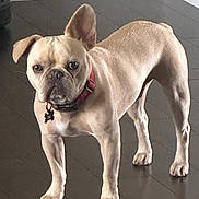 Otis joined the competition — help win amazing prizes! dog, french_bulldog, pet, animal, indoor, hardwood_floor, collar, brown, tan, ears, standing, alert, looking, curious, mammal, companion, domestic, canine, floor, house
