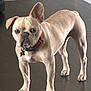 dog, french_bulldog, pet, animal, indoor, hardwood_floor, collar, brown, tan, ears, standing, alert, looking, curious, mammal, companion, domestic, canine, floor, house