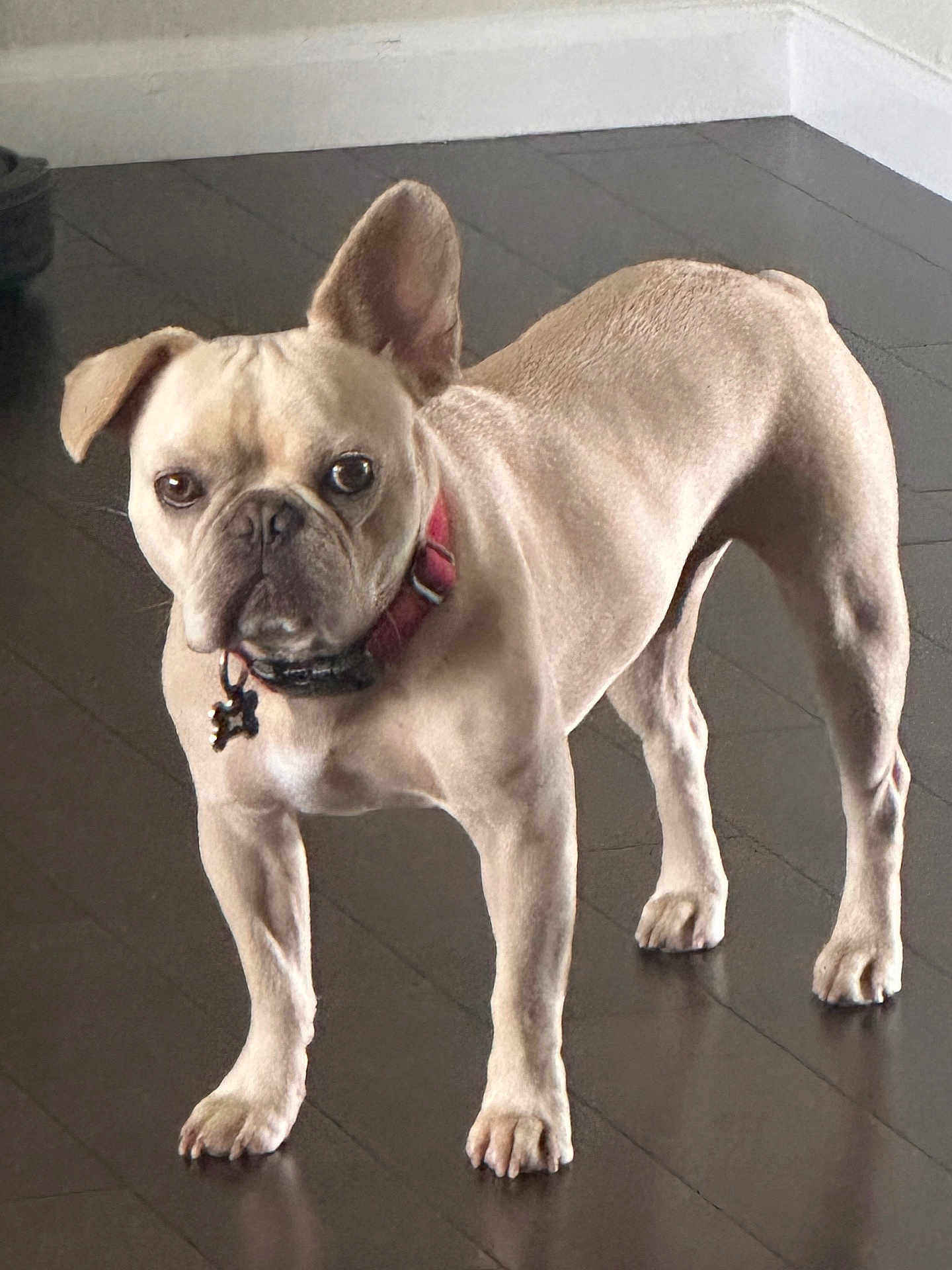 Otis joined the competition — help win amazing prizes! dog, french_bulldog, pet, animal, indoor, hardwood_floor, collar, brown, tan, ears, standing, alert, looking, curious, mammal, companion, domestic, canine, floor, house