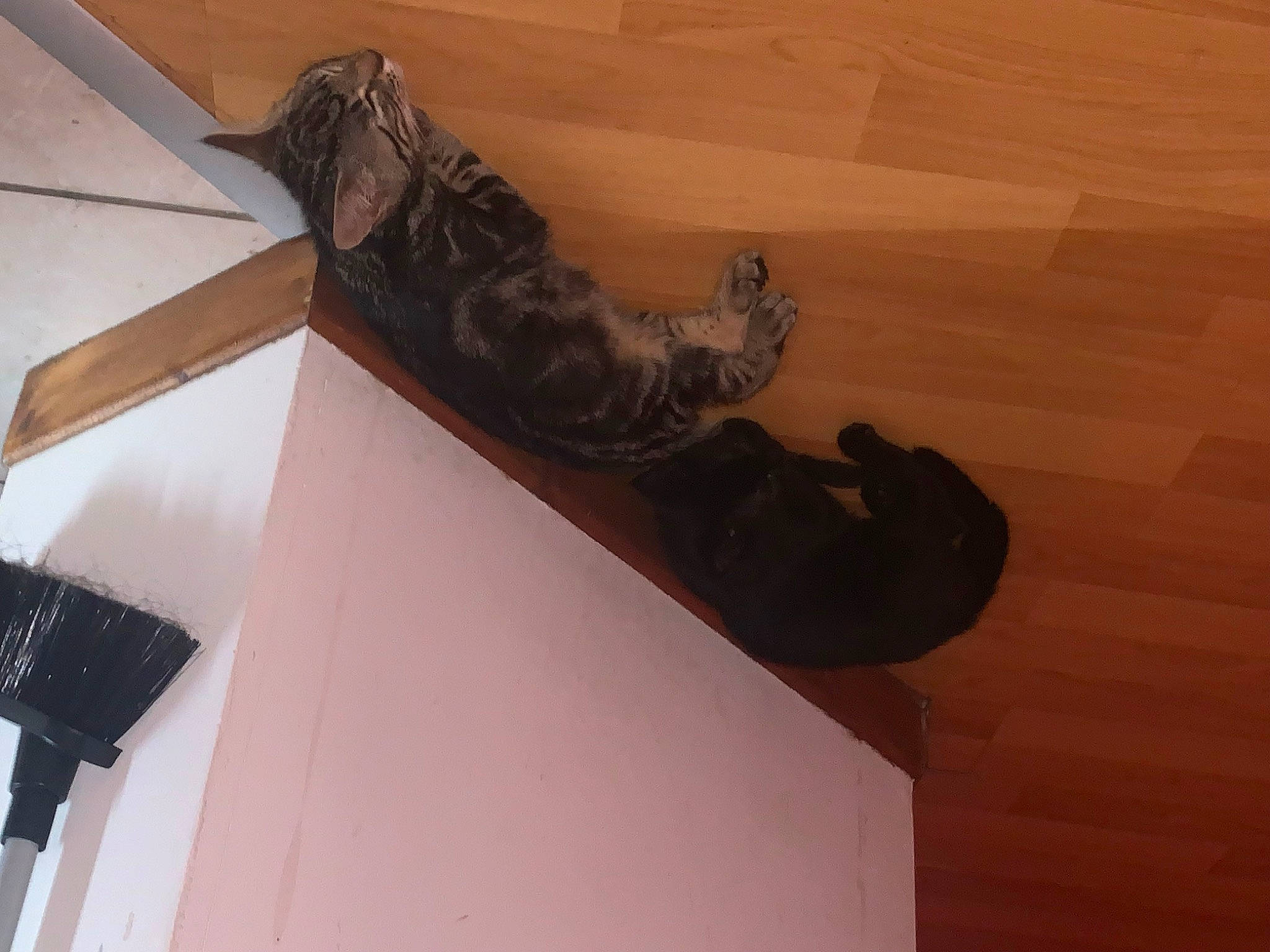 Betty a rejoint le concours — aidez-le/la à gagner de superbes lots ! art, boot, carnivore, ceiling, felidae, flooring, hardwood, human_leg, metal, outdoor_shoe, plaster, plywood, room, shadow, small_to_medium_sized_cats, tail, visual_arts, wing, wood, wood_stain