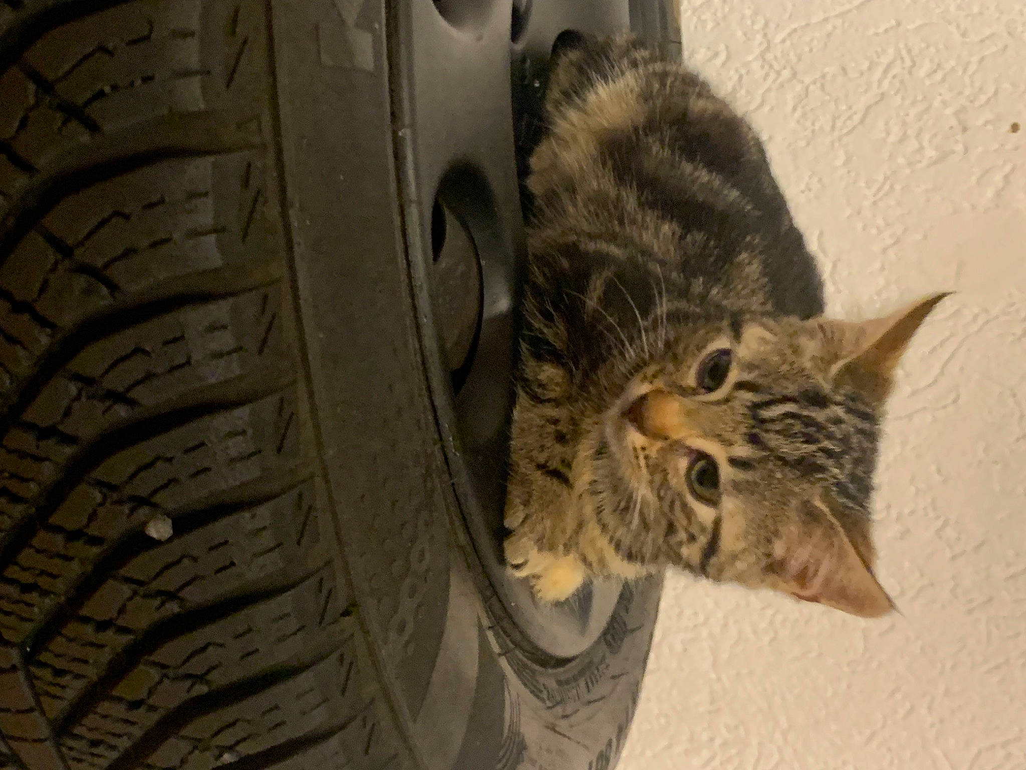 Betty participe au concours pour gagner de l'argent avec cette photo : automotive_tire, carnivore, cat, domestic_short_haired_cat, door, felidae, fur, grey, rim, small_to_medium_sized_cats, snout, synthetic_rubber, tail, terrestrial_animal, tire, tread, washing_machine, wheel, whiskers, wood