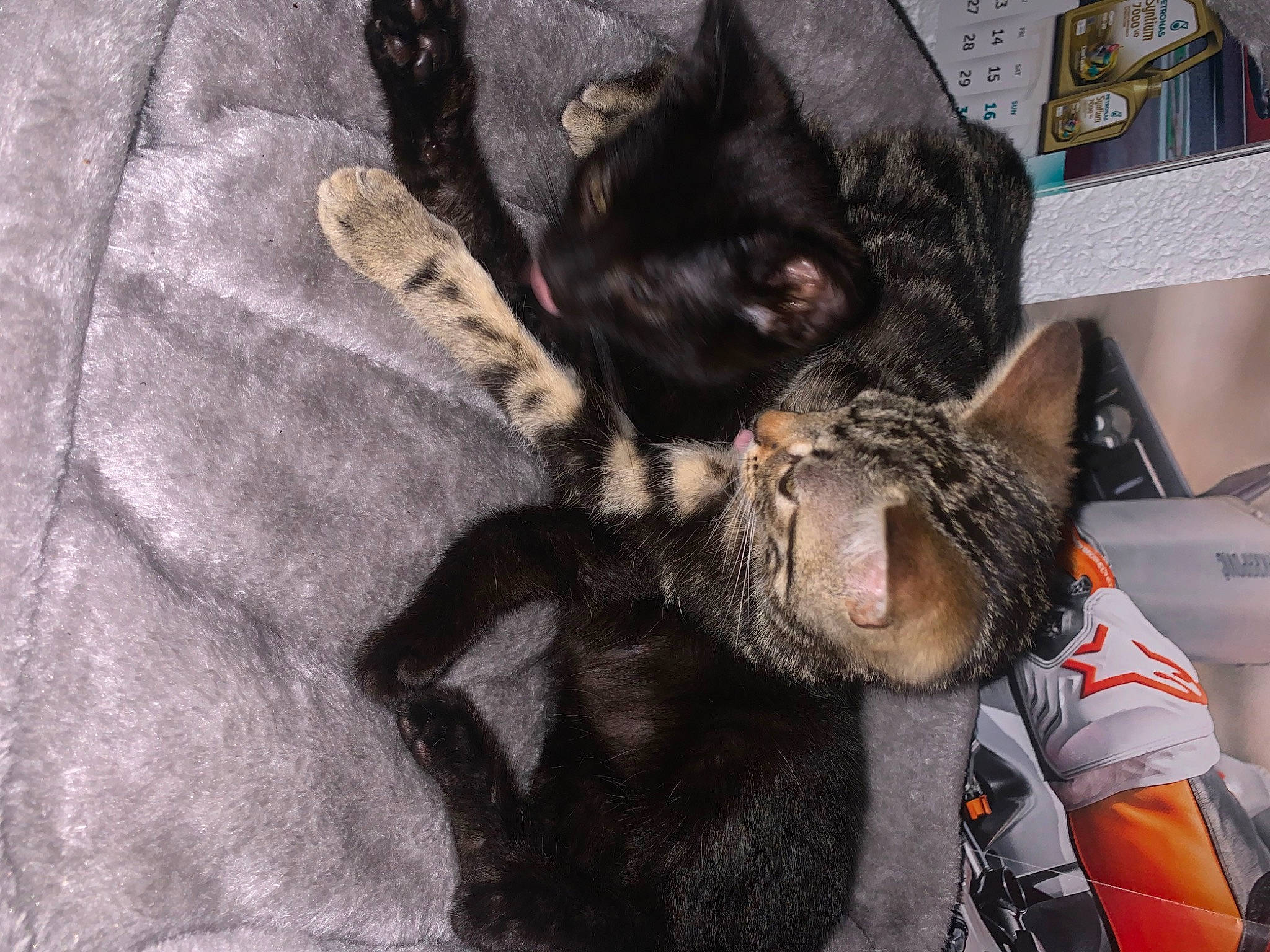 Betty a rejoint le concours — aidez-le/la à gagner de superbes lots ! black_cat, canidae, carnivore, cat, claw, comfort, dog_breed, domestic_short_haired_cat, felidae, fur, gesture, grey, guard_dog, houseplant, paw, small_to_medium_sized_cats, snout, sporting_group, tail, whiskers