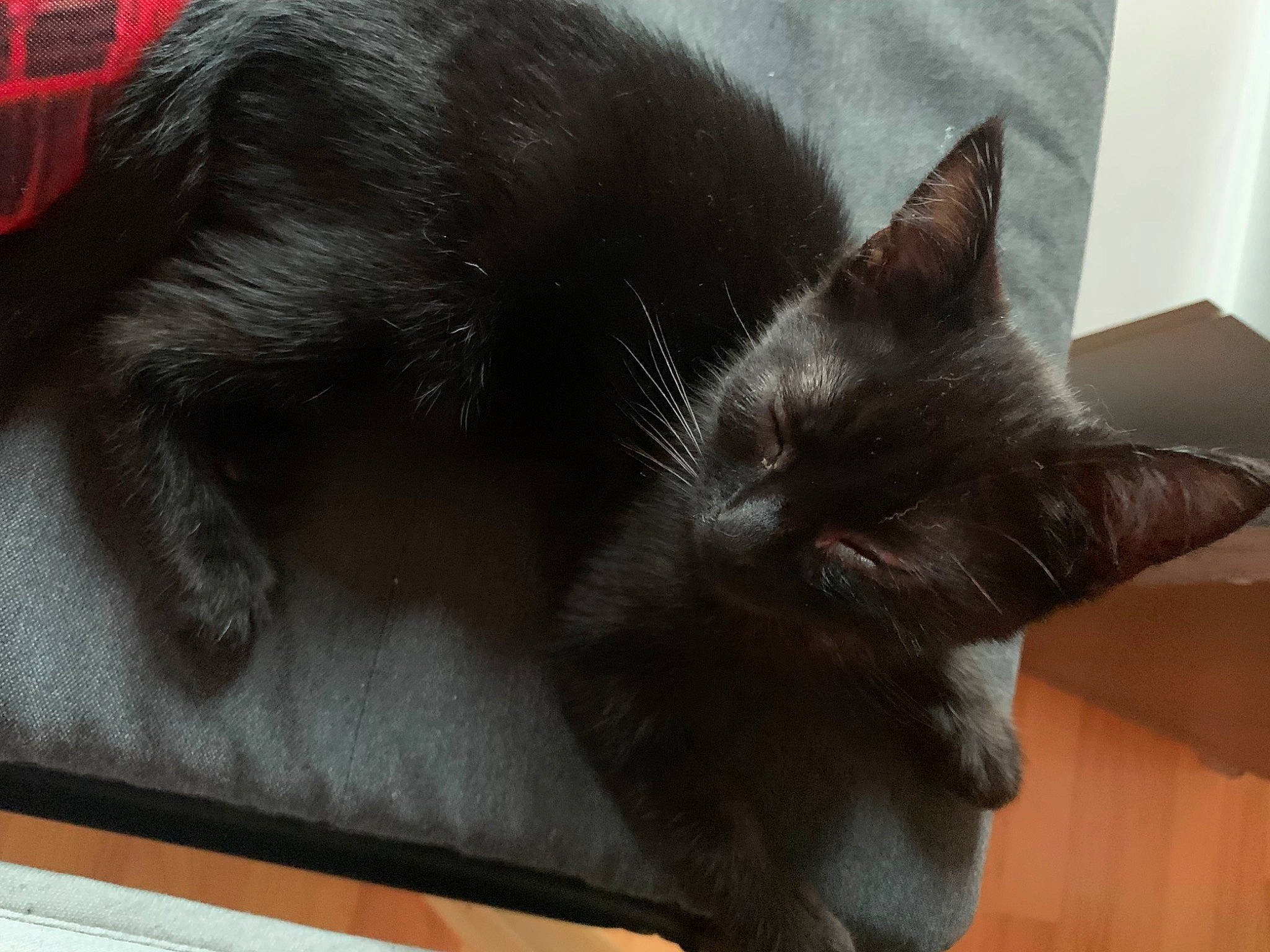 Salem participe au concours pour gagner de l'argent avec cette photo : black_cat, bombay, carnivore, cat, chartreux, claw, comfort, domestic_short_haired_cat, ear, felidae, flooring, fur, grey, hardwood, nap, paw, small_to_medium_sized_cats, tail, whiskers, wood