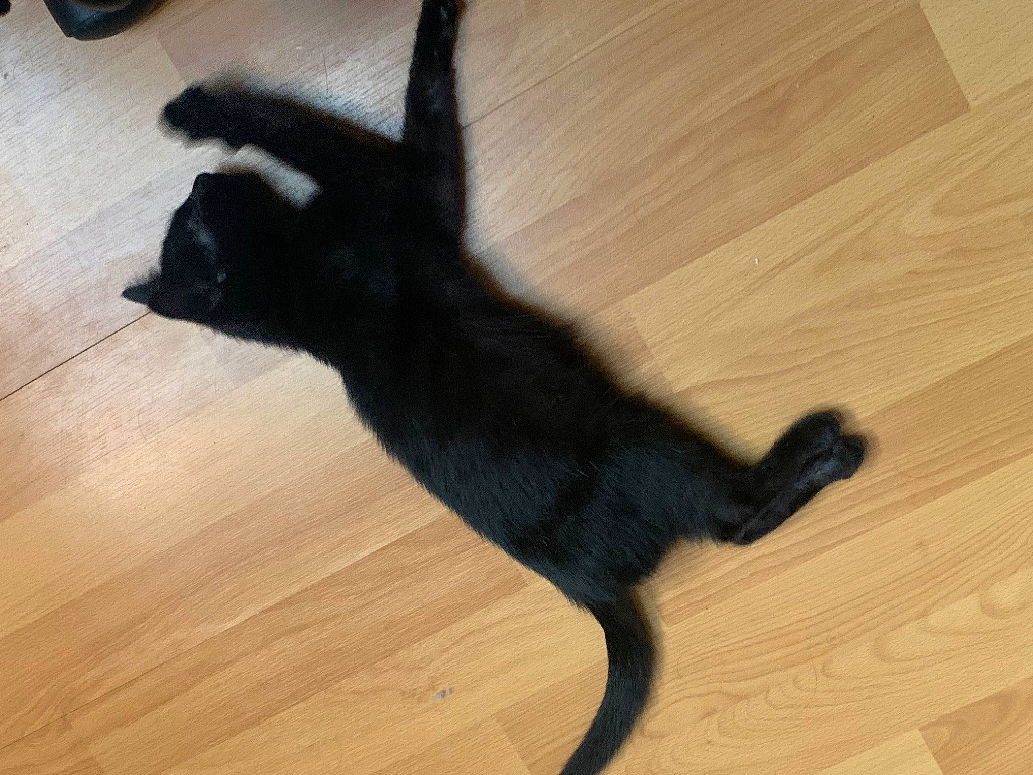 Salem a rejoint le concours — aidez-le/la à gagner de superbes lots ! black_cat, carnivore, cat, dog_breed, fawn, felidae, floor, flooring, hardwood, laminate_flooring, plank, small_to_medium_sized_cats, snout, tail, terrestrial_animal, varnish, whiskers, wood, wood_flooring, wood_stain