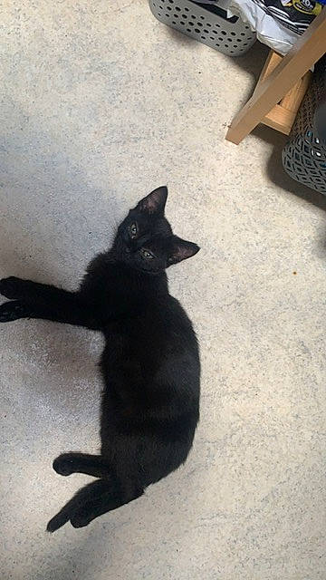 Salem participe au concours pour gagner de l'argent avec cette photo : asphalt, black_cat, bombay, carnivore, cat, domestic_short_haired_cat, felidae, flooring, fur, paw, road_surface, shadow, small_to_medium_sized_cats, tail, terrestrial_animal, tints_and_shades, whiskers, wood