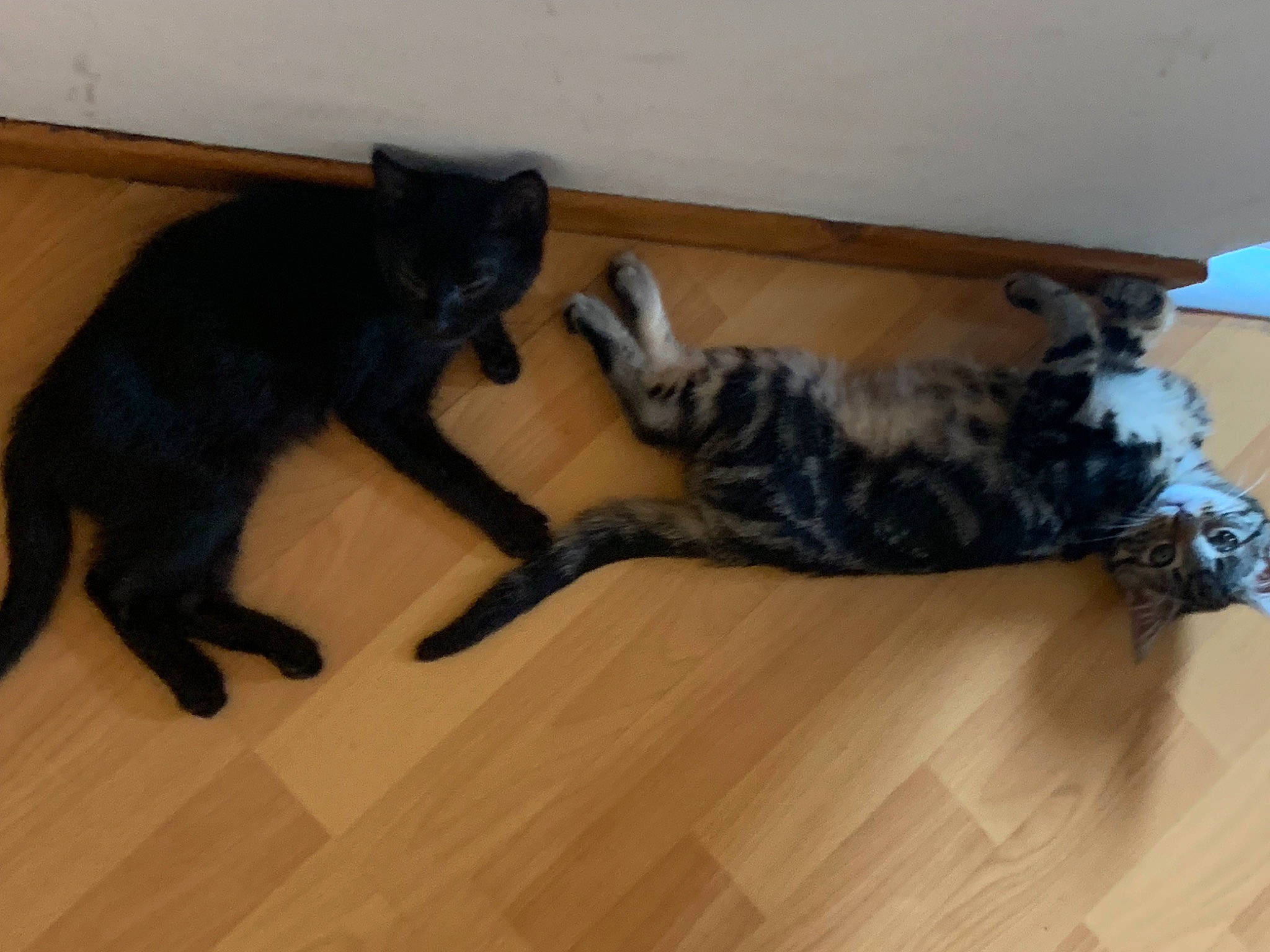 Salem participe au concours pour gagner de l'argent avec cette photo : carnivore, cat, comfort, dog_breed, domestic_short_haired_cat, felidae, floor, flooring, fur, hardwood, laminate_flooring, small_to_medium_sized_cats, sporting_group, tail, varnish, vertebrate, whiskers, wood, wood_flooring, wood_stain