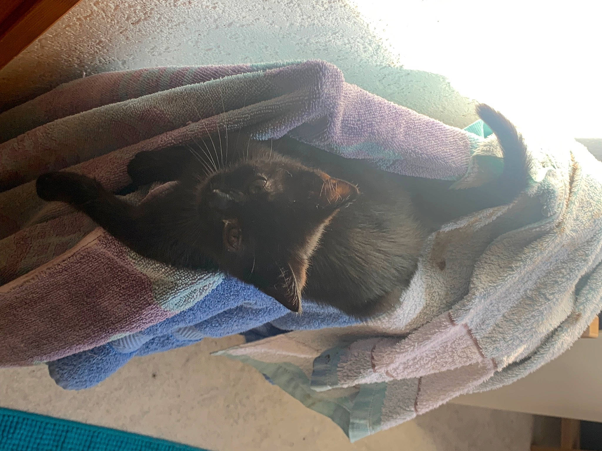 Salem a rejoint le concours — aidez-le/la à gagner de superbes lots ! bag, bedding, carnivore, comfort, companion_dog, dog, dog_breed, electric_blue, felidae, fur, grey, linens, nap, outdoor_shoe, pattern, room, textile, tints_and_shades, window, wool