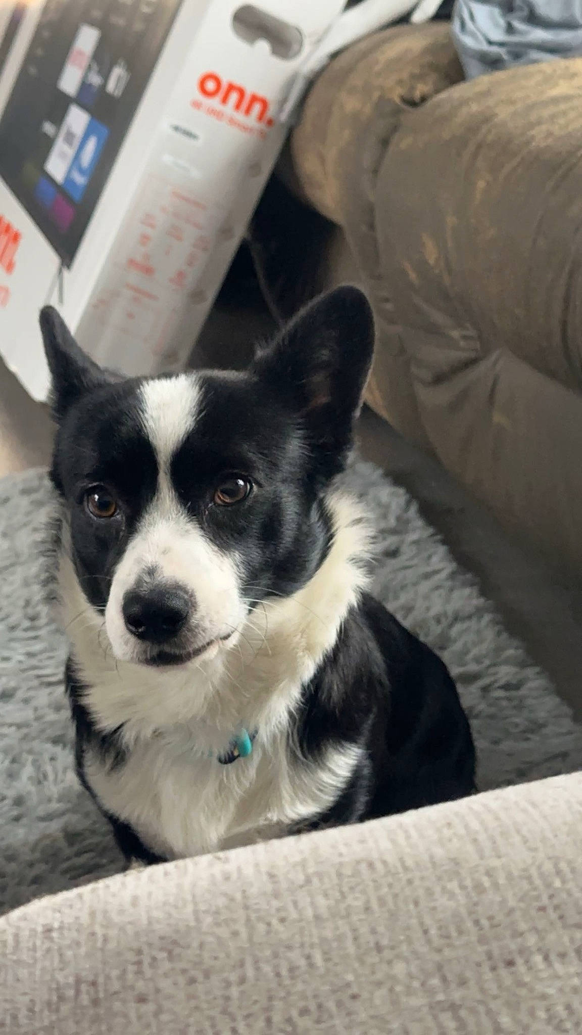 Bandit is registered to the contest to win money with this photo: bottle, canidae, carnivore, comfort, companion_dog, couch, dog, dog_breed, door, fur, herding_dog, non_sporting_group, plant, plastic_bottle, whiskers, window, working_animal, working_dog