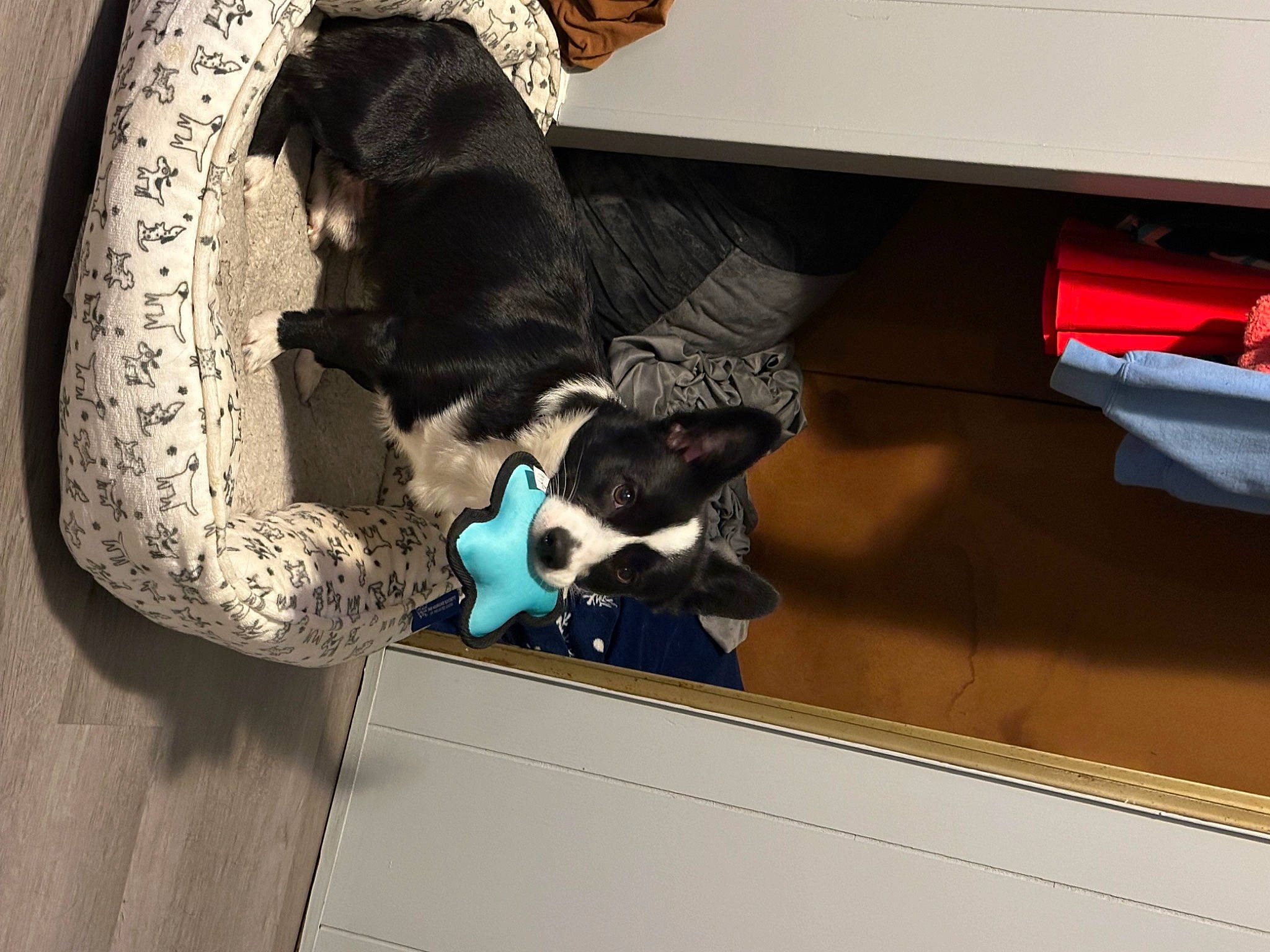 Bandit is registered to the contest to win money with this photo: canidae, carnivore, comfort, companion_dog, couch, dog, dog_breed, dog_supply, felidae, flooring, fur, hardwood, pet_supply, room, small_to_medium_sized_cats, sporting_group, tail, vehicle_door, window, wood