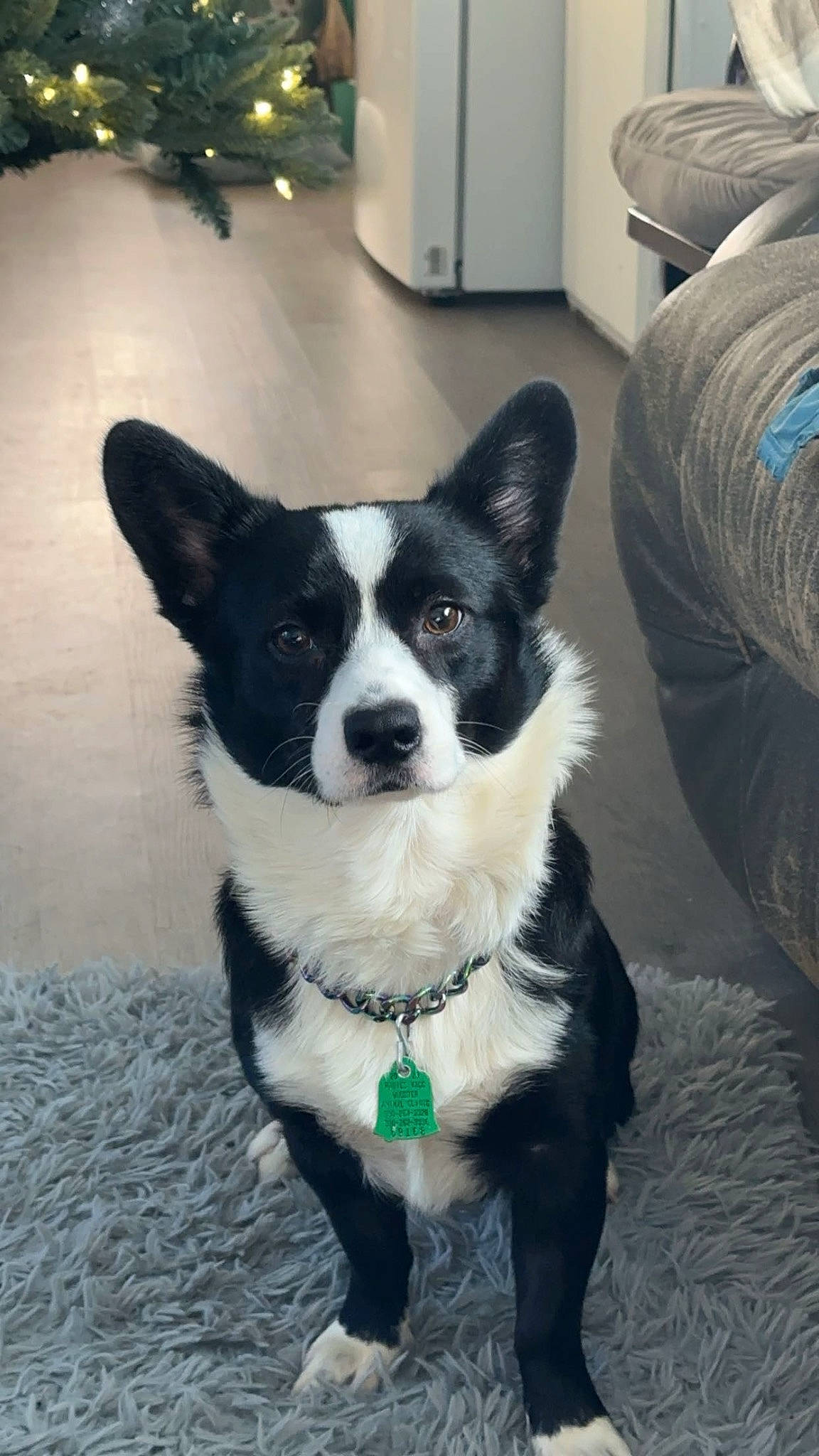 Bandit joined the competition — help win amazing prizes! cabinetry, carnivore, collar, companion_dog, dog, dog_breed, dog_collar, dog_supply, door, fashion_accessory, flooring, fur, herding_dog, pattern, sporting_group, tail, toy_dog, whiskers, working_animal, working_dog