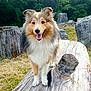 animal, canine, daylight, dog, forest, friendly, fur, grass, happy, log, mammal, nature, outdoor, pet, playful, portrait, rocks, smiling, tree_stump, wood