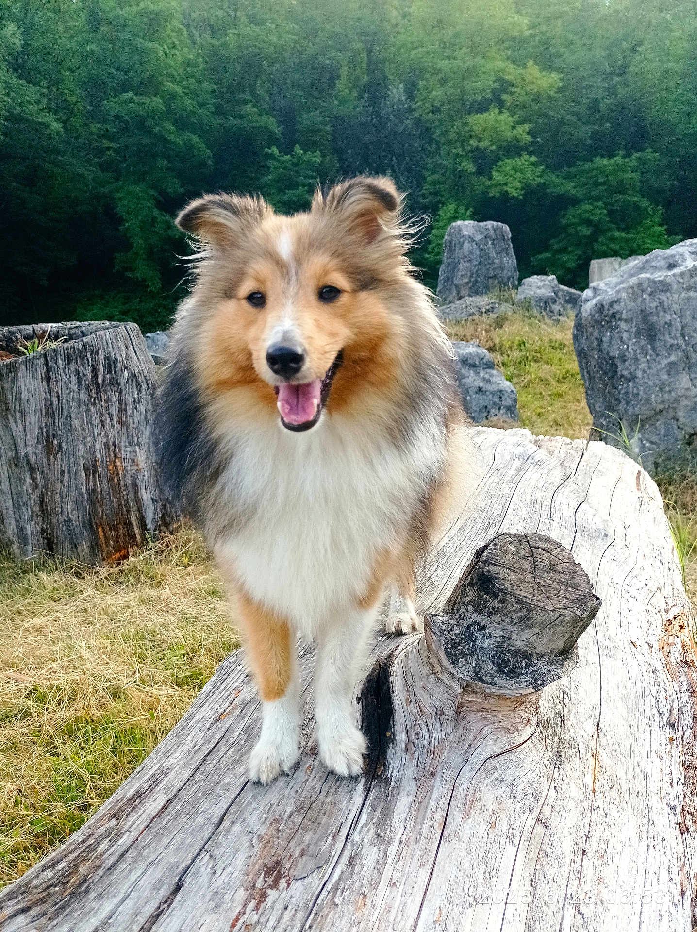 Vespa participe au concours pour gagner de l'argent avec cette photo : dog, outdoor, nature, log, grass, rocks, forest, happy, smiling, fur, animal, pet, canine, tree_stump, wood, daylight, mammal, portrait, playful, friendly