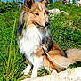 Vespa participe au concours pour gagner de l'argent avec cette photo : dog, shetland_sheepdog, grass, outdoor, sunny, leash, pet, nature, canine, fur, animal, greenery, people, hill, relaxing, blue_sky, summer, portrait, daytime, rock