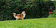 Vespa participe au concours pour gagner de l'argent avec cette photo : dog, grass, greenery, outdoor, nature, foliage, bush, flower, red_flower, pet, canine, animal, fur, standing, garden, leafy, summer, daylight, park, scenic