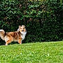 dog, grass, greenery, outdoor, nature, foliage, bush, flower, red_flower, pet, canine, animal, fur, standing, garden, leafy, summer, daylight, park, scenic