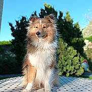 Vespa participe au concours pour gagner de l'argent avec cette photo : dog, shetland_sheepdog, outdoor, table, patterned_surface, sunlight, greenery, blurred_background, fur, pet, animal, canine, portrait, sitting, nature, blue_sky, daylight, fluffy, ears, face