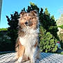 dog, shetland_sheepdog, outdoor, table, patterned_surface, sunlight, greenery, blurred_background, fur, pet, animal, canine, portrait, sitting, nature, blue_sky, daylight, fluffy, ears, face