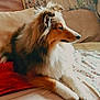 Vespa participe au concours pour gagner de l'argent avec cette photo : dog, fluffy, couch, blanket, cushion, indoor, pet, relaxed, side_view, fur, animal, resting, cozy, home, comfort, laying_down, canine, domestic, soft_light, profile