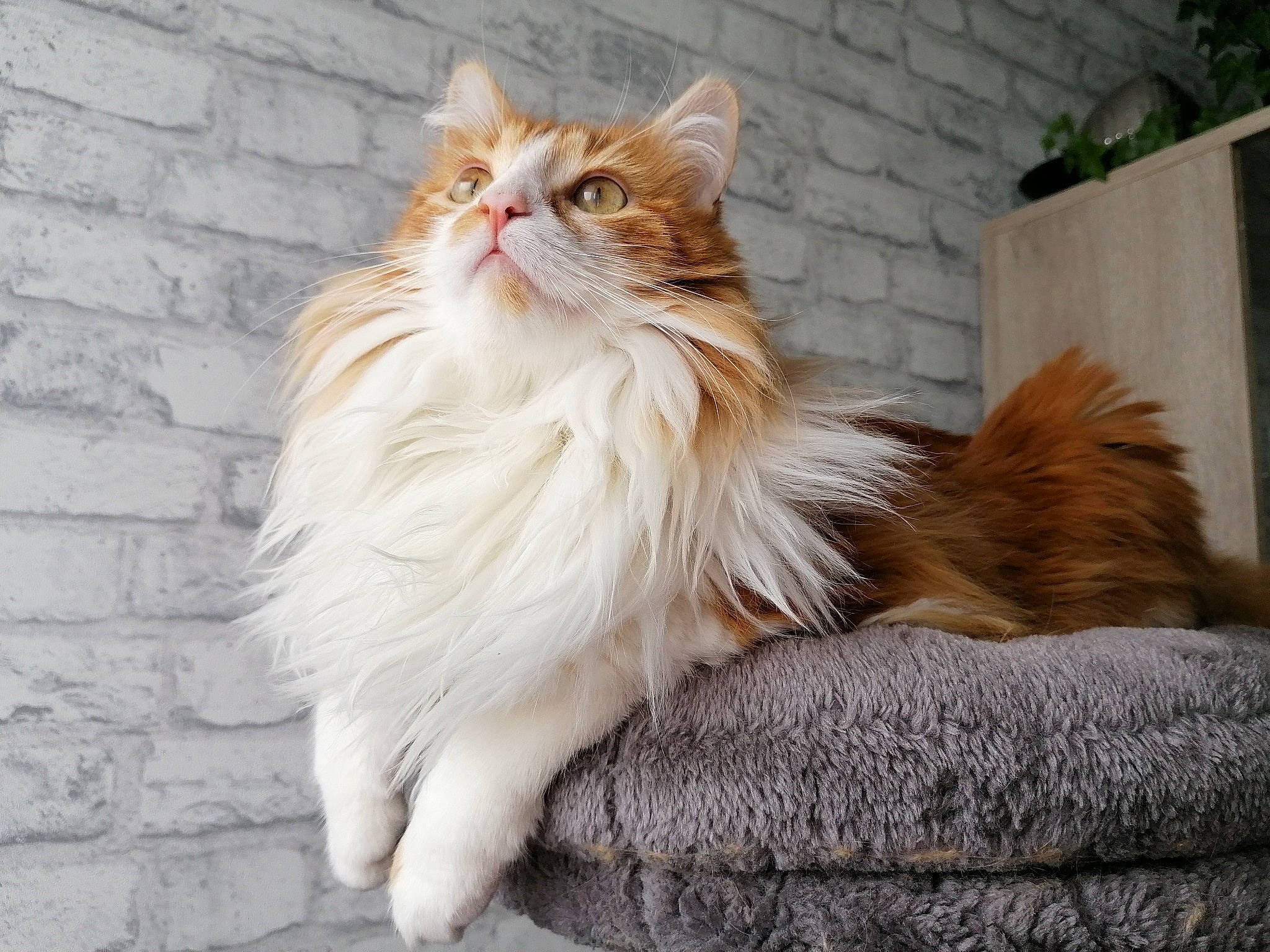 Mimo participe au concours pour gagner de l'argent avec cette photo : british_longhair, carnivore, cat, claw, comfort, fawn, felidae, fur, maine_coon, paw, persian, plant, small_to_medium_sized_cats, snout, tail, terrestrial_animal, whiskers