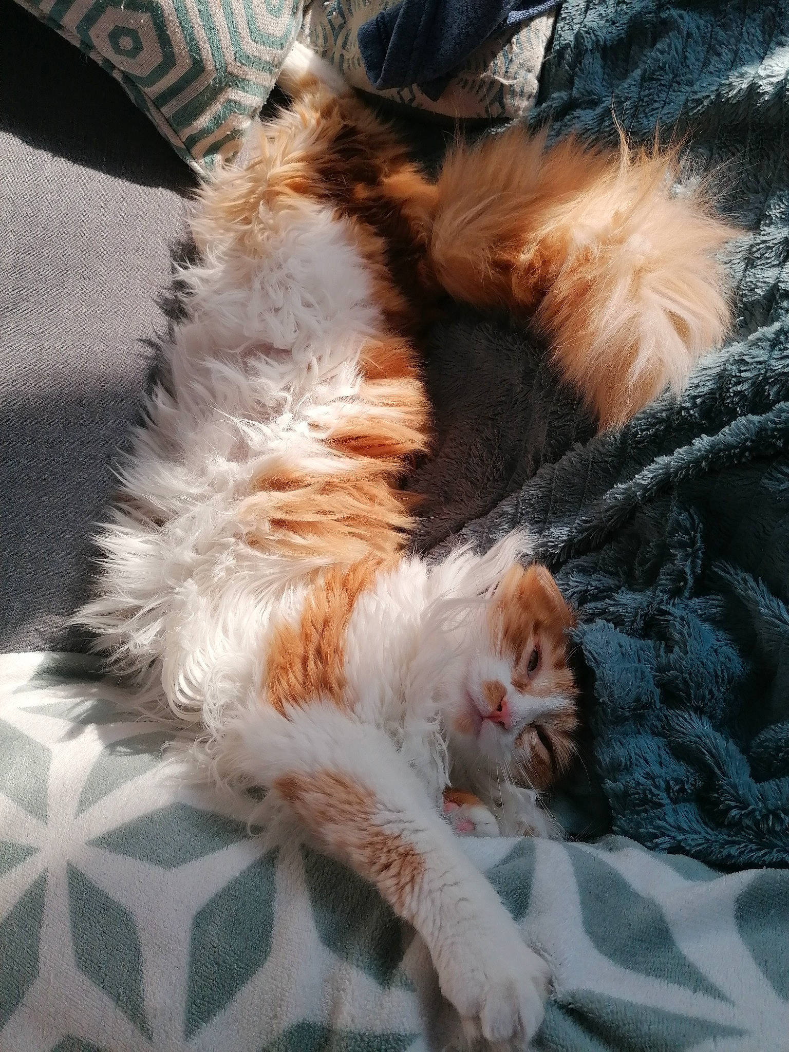 Mimo participe au concours pour gagner de l'argent avec cette photo : canidae, carnivore, cat, claw, comfort, companion_dog, domestic_short_haired_cat, fawn, felidae, foot, fur, human_leg, nap, paw, small_to_medium_sized_cats, snout, sporting_group, tail, whiskers, window