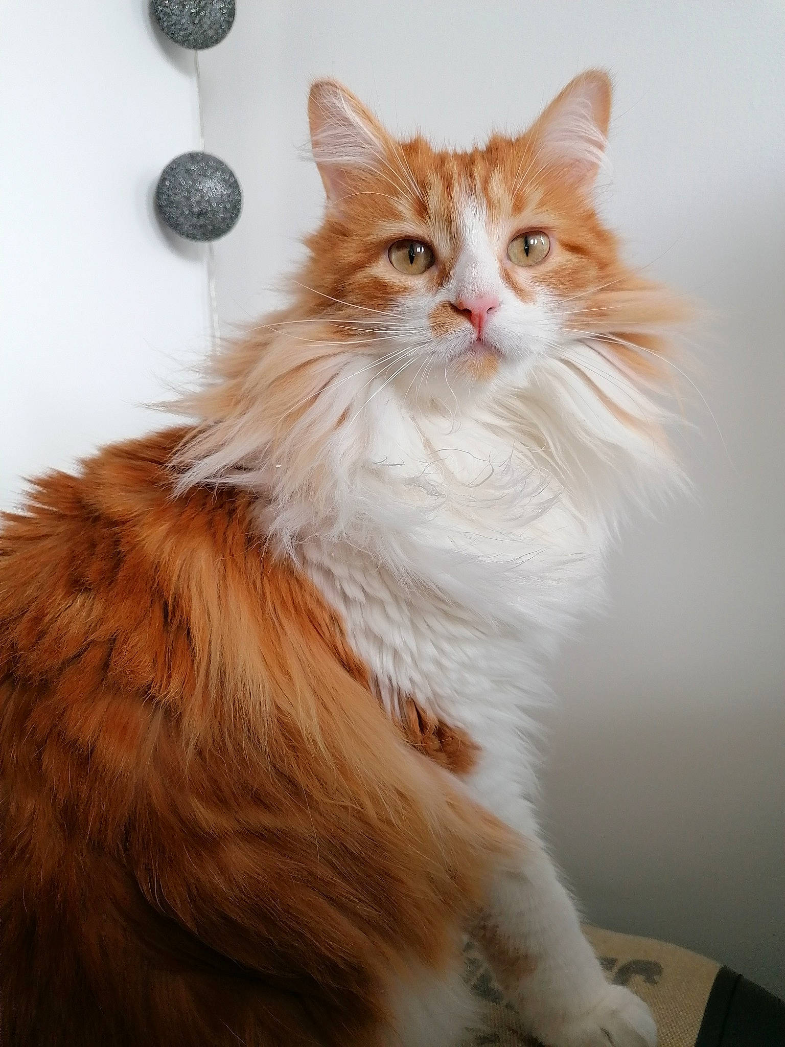 Mimo a rejoint le concours — aidez-le/la à gagner de superbes lots ! carnivore, cat, eye, fawn, felidae, fur, head, maine_coon, peach, persian, small_to_medium_sized_cats, snout, terrestrial_animal, whiskers