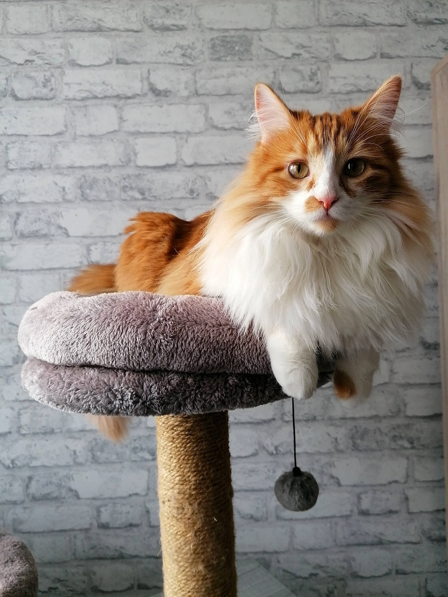 Mimo a rejoint le concours — aidez-le/la à gagner de superbes lots ! carnivore, cat, companion_dog, eye, fawn, felidae, flooring, fur, hair, mammal, outdoor_furniture, sitting, small_to_medium_sized_cats, snout, street_light, tail, terrestrial_animal, vertebrate, whiskers, wood