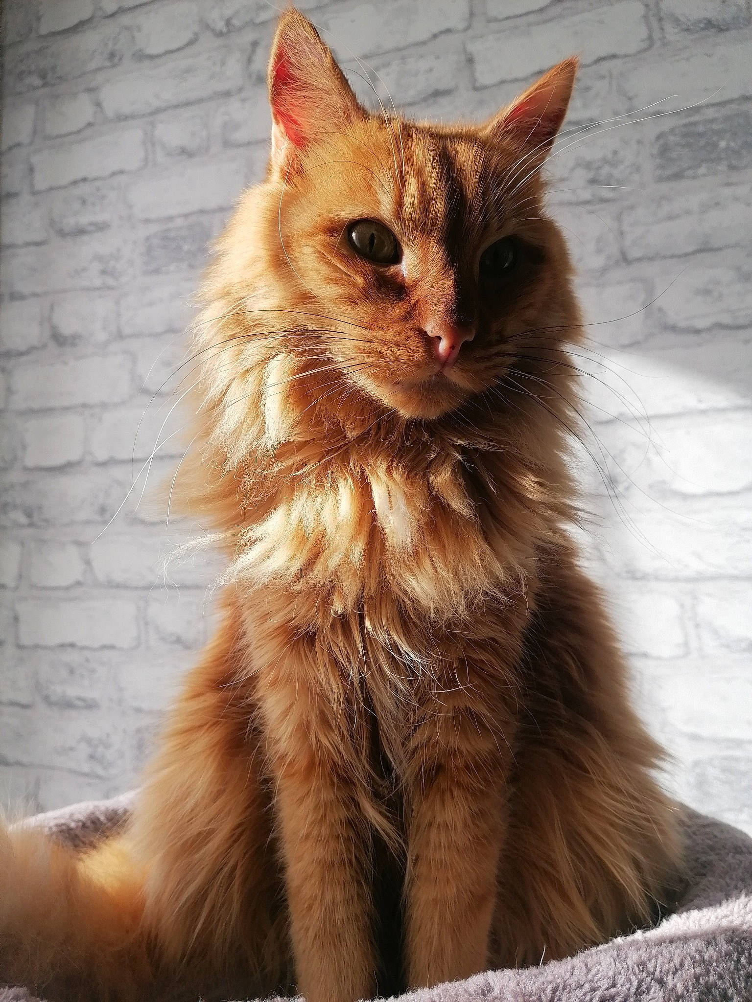 Ronri a rejoint le concours — aidez-le/la à gagner de superbes lots ! brick, brickwork, carnivore, cat, claw, eye, fawn, felidae, fur, hair, liver, maine_coon, paw, small_to_medium_sized_cats, snout, tail, terrestrial_animal, whiskers