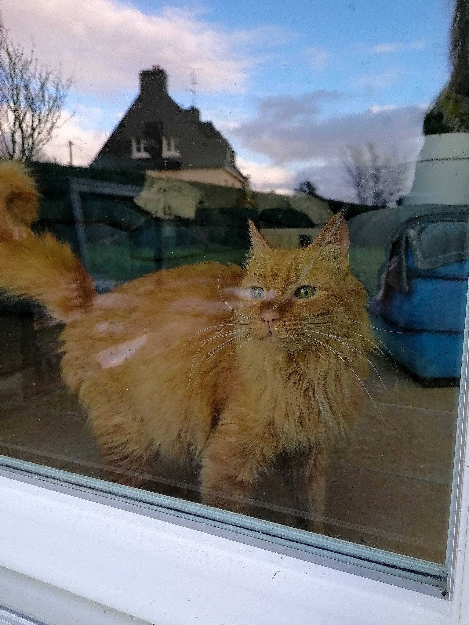 Ronri participe au concours pour gagner de l'argent avec cette photo : building, carnivore, cat, cloud, domestic_short_haired_cat, eye, fawn, felidae, fur, house, plant, road_surface, sky, small_to_medium_sized_cats, snout, tail, tree, whiskers, window, wood